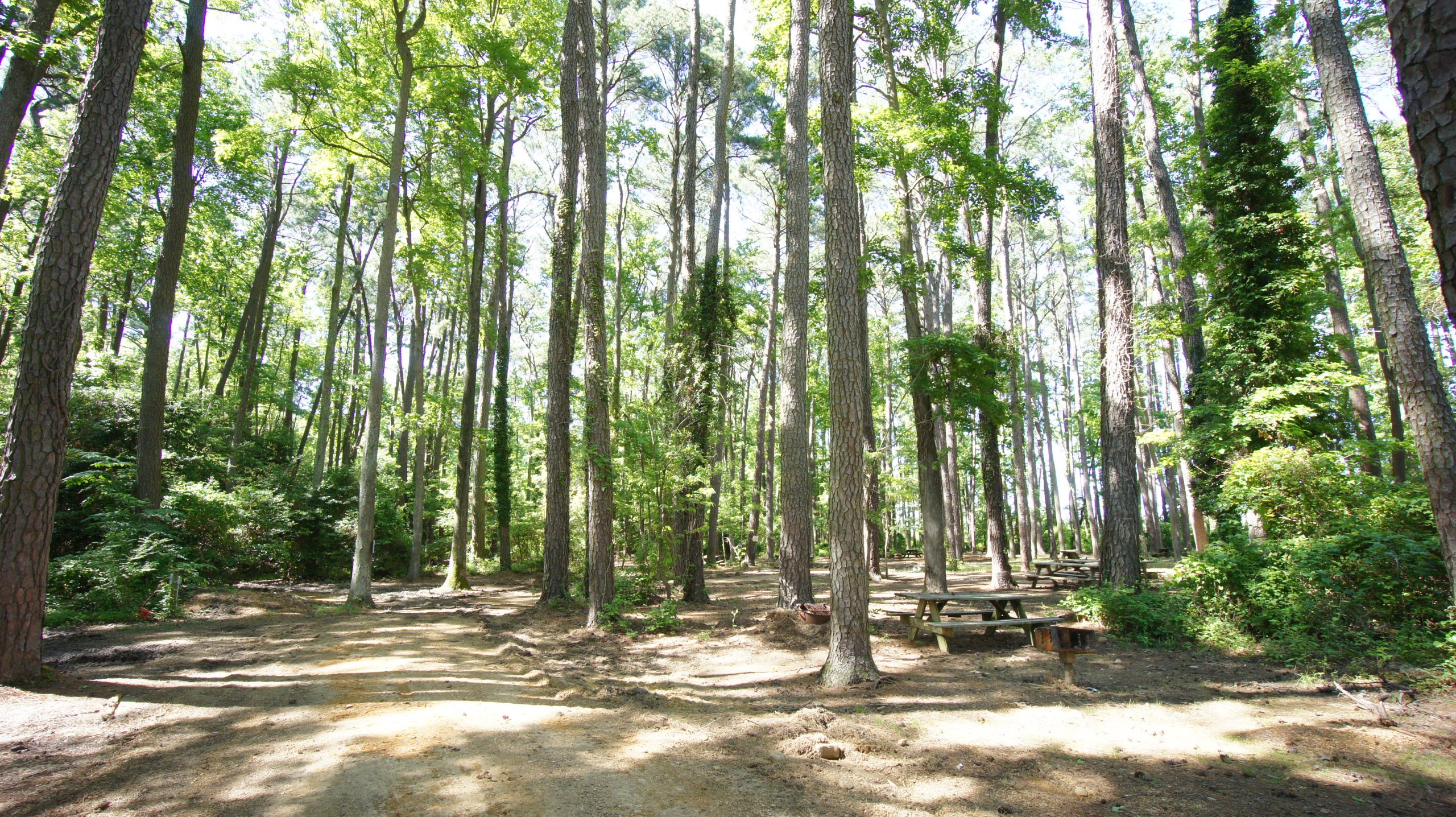 bosque