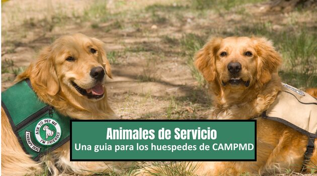 Entendiendo Nuestra Política de Mascotas: Perros de Servicio Bienvenidos en CampMD